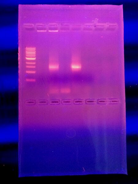 File:16SSequenceAnalsisAgarGelVW.JPG