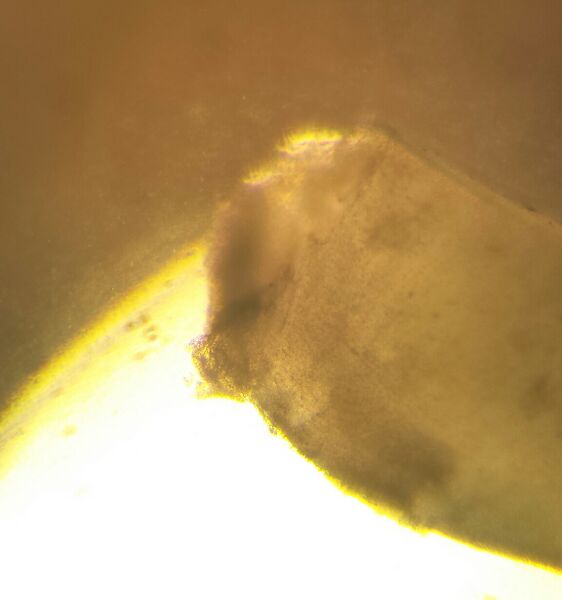 File:Bacteria pD with fibers.jpg