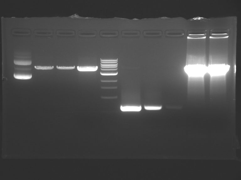 File:F13 M1D3 WF-Prp.jpg