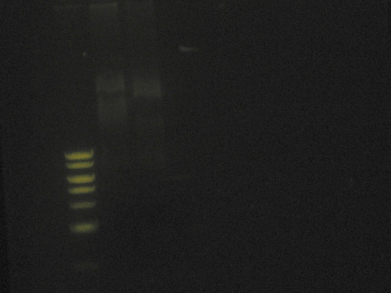 File:Pbs-ligations-8 28 09.png