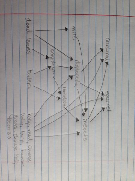 File:Food Web Transect 3.JPG