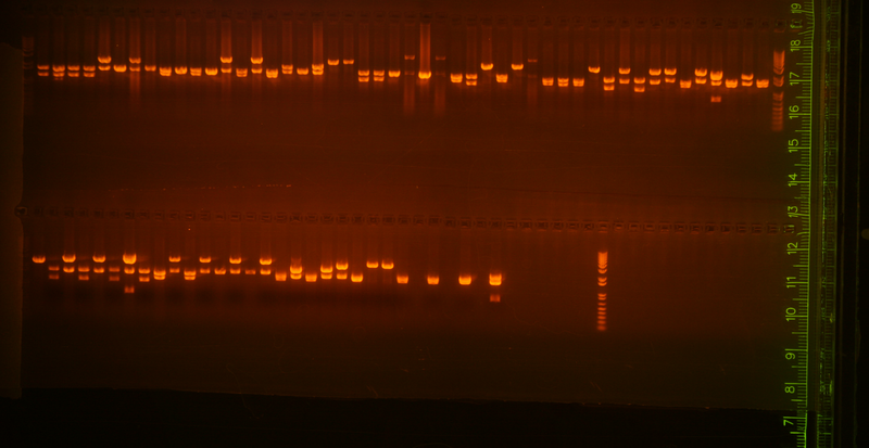 File:Igem ecoxhos.png