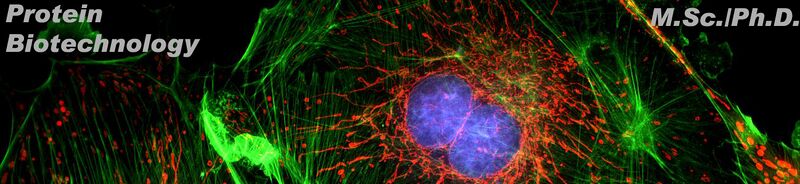 File:Banner First.jpg