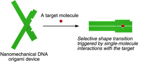 Fig. 5 DNA pliers