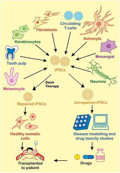 File:IPSC Therapy.jpg