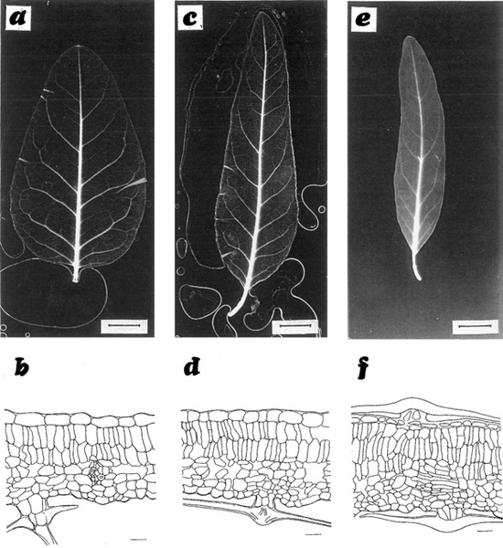 File:Science Writing Composite Figure Example S11.png