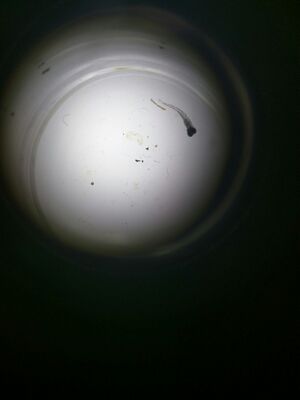 deceased embryo from dark condition day 14