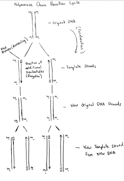 File:Extra Credit 6.png