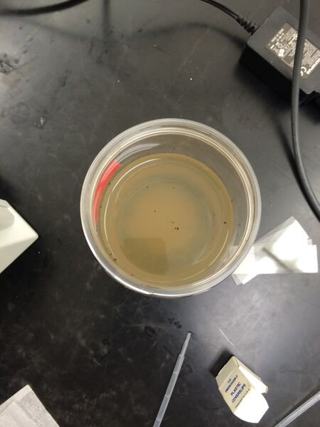 File:HHS Hay infusion overview.JPG