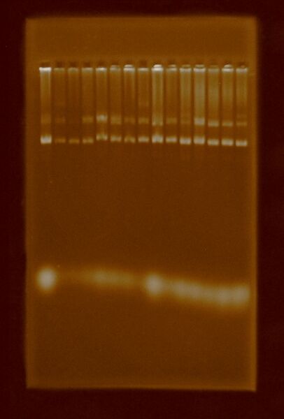 File:Pae 29 jul 2011.JPG