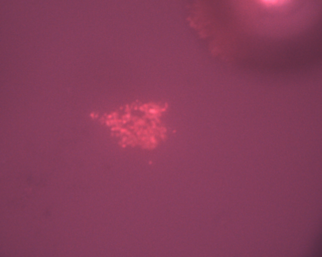 File:20110810-03 BSA-AuNP aggregate from Abigail 50x.jpg