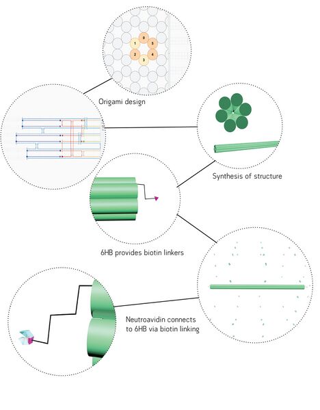 File:Baum quer besch rechts.jpg