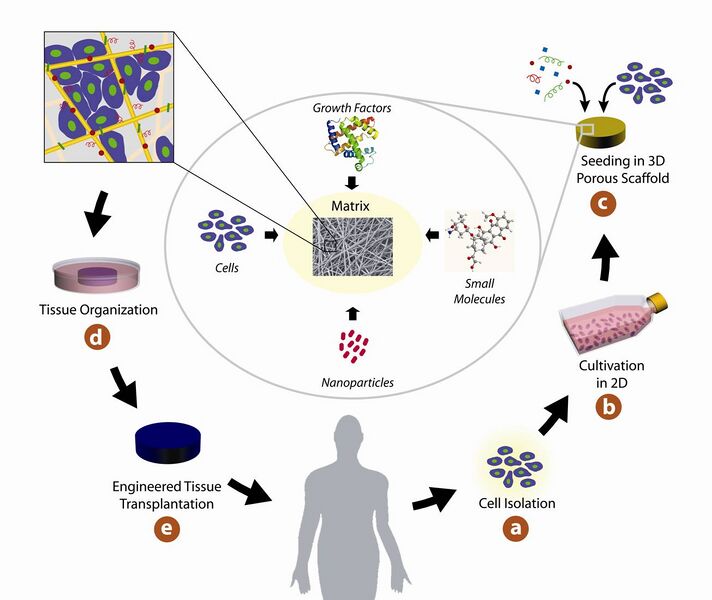 File:Fibrous gel-1.jpg