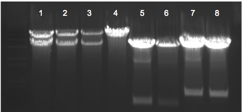 File:KAH 120109 gel1.tif