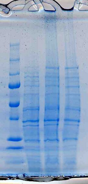 File:Macintosh HD-Users-nkuldell-Desktop-WFprotgel purple.jpg