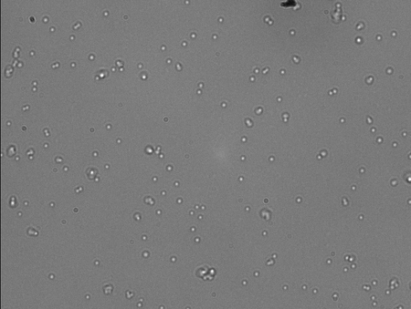 This is an acquired image from the sample with the most DNA (around 300ng/ul). As you can see there is a TON of stuck beads. I counted at least 20 jigglers in this image (I gave up after a while). I suppose a lot of these are multiple tethers as well because of the rest of the images. Every FOV looked just like this. I couldn't get a good approx of the Stuck:Jiggle ratio because of the high volume of beads but if I had to guess I'd say like 5:1.