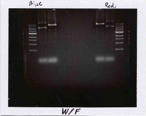 Gel for Blue and Red Groups, WF