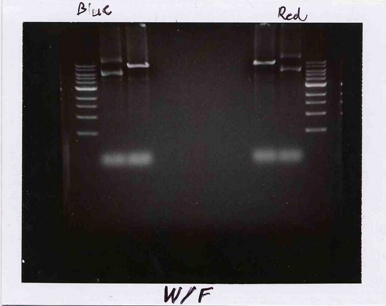 File:WF BlueRed M1D2.jpg