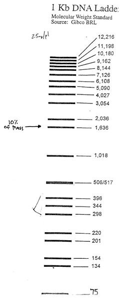 File:1kb Gel Ladder Map.jpg