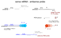 mRNA sense, probe antisense 6/09
