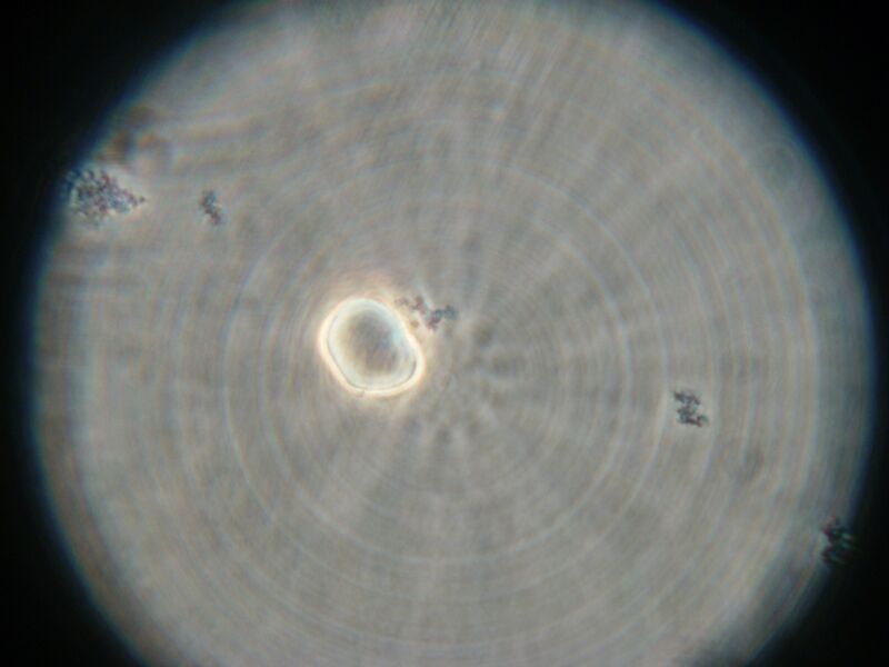 File:IC07 image169.jpg