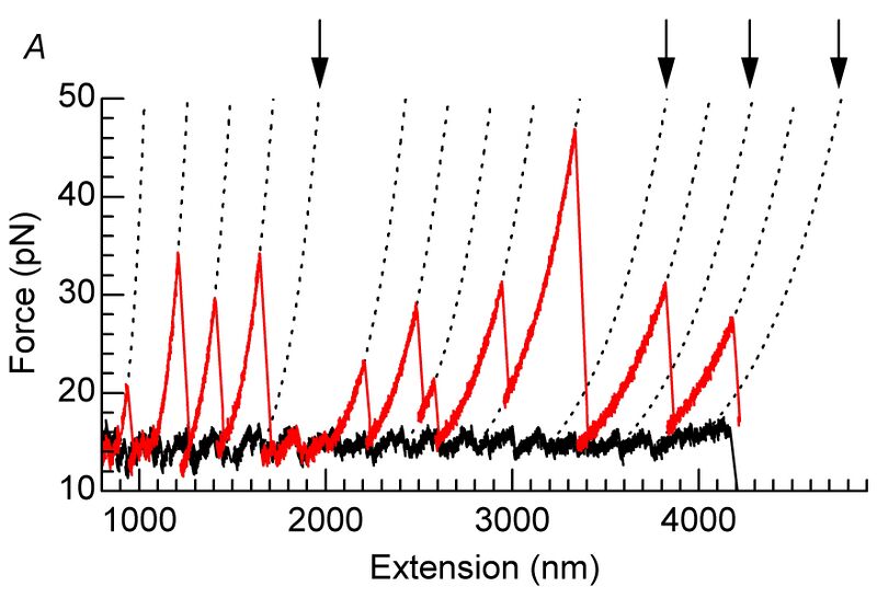 File:Paper 1 Fig2A.jpg