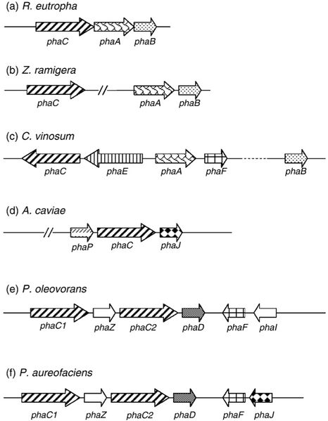 File:Pha operons.jpg
