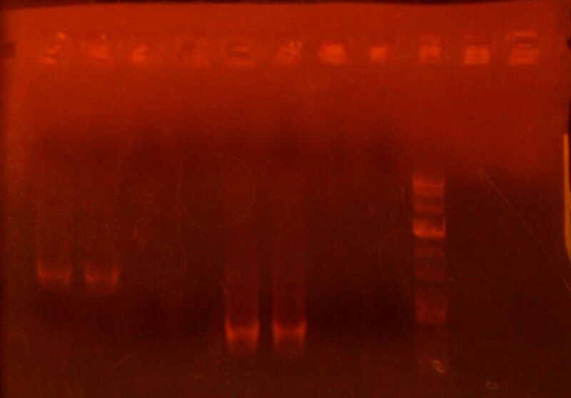 File:Purification6-22 1.jpg
