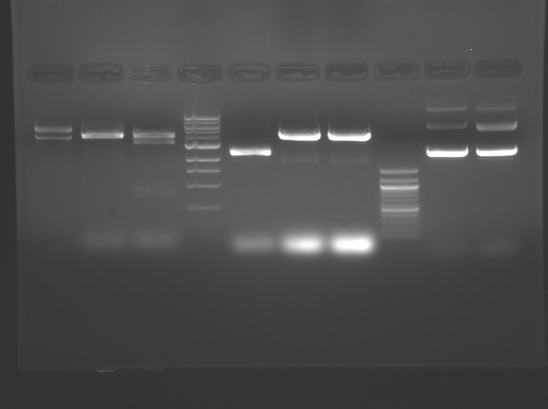File:S10 M2D5 WF gel-Green.jpg