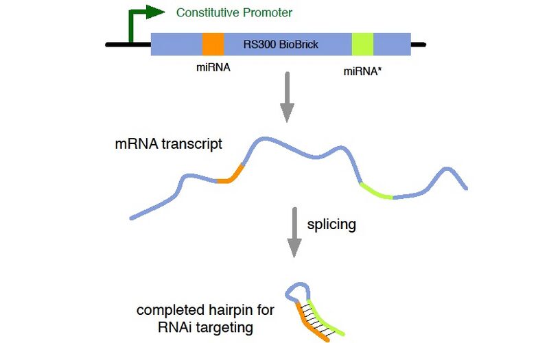 File:Amrina creation.jpg