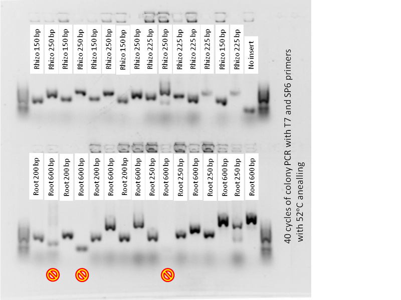 File:April 9,2013Gel.tif