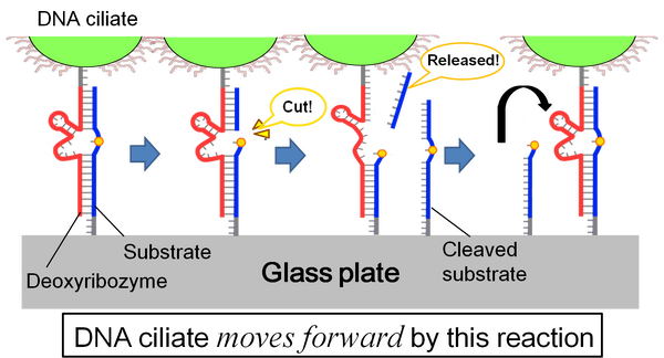 Figure.1:The mechanism that DNA ciliate moves directionally.
