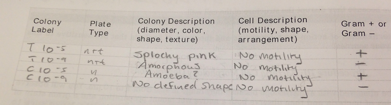 File:BME103 Group3 motility.1200pxl.png