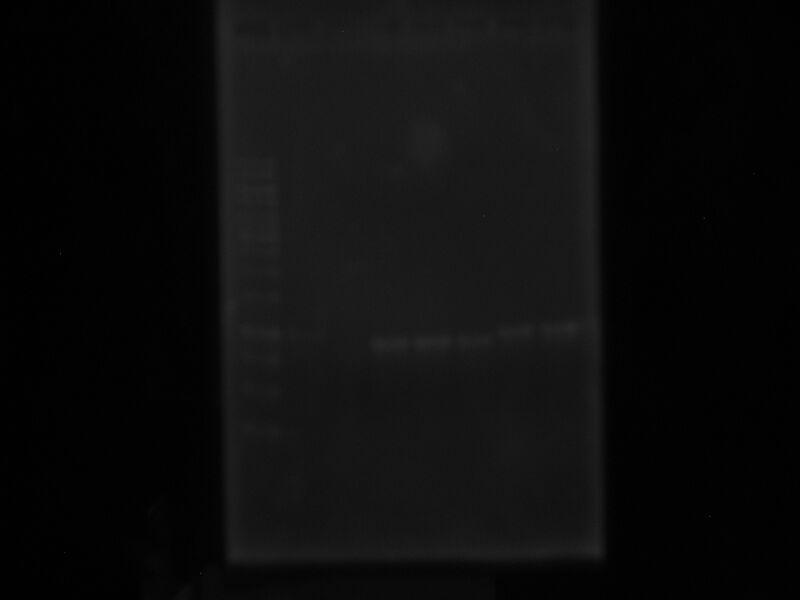 File:Rep PCR Mut Luz.JPG