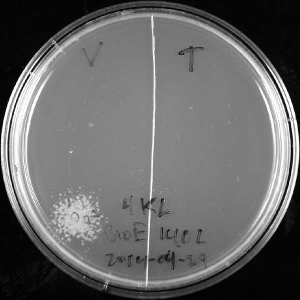 File:SBB14 2014-05-01 plate pick.enhanced.png