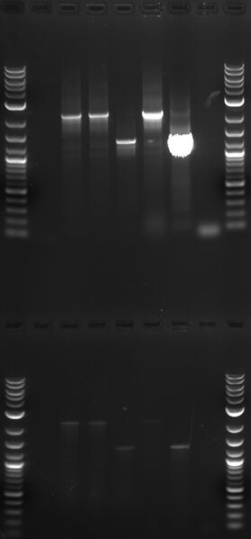 File:T9002mutantPCRhunt.jpg