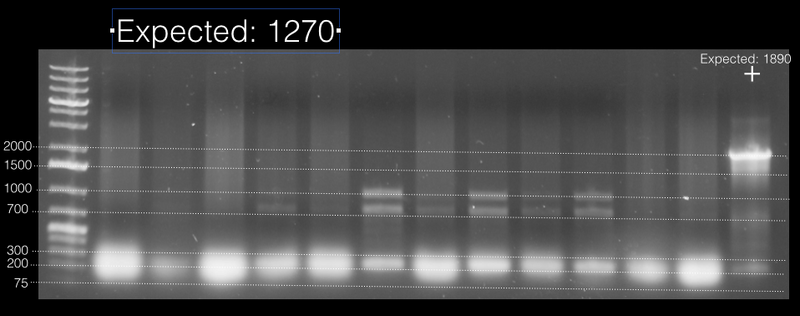File:Wu gel ligation.png