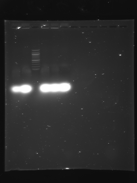 File:100908 dspB 26.tif