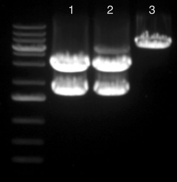 File:KAH032715 gel1.jpg