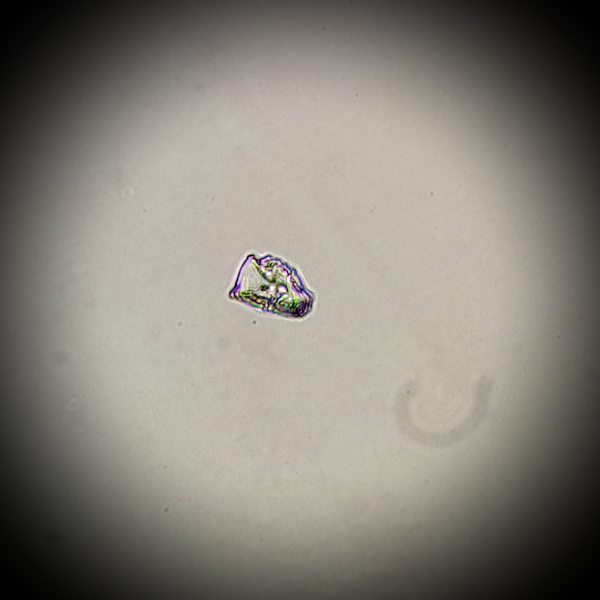 File:Purple motility test.png