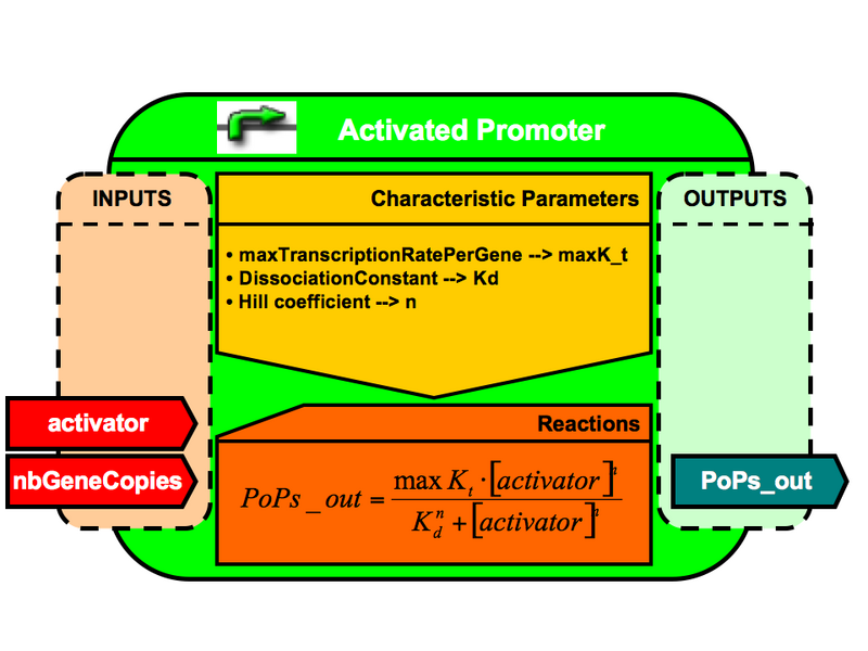 File:VBB ActivatedPromoter.png