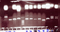 Thumbnail for version as of 13:45, 22 August 2006