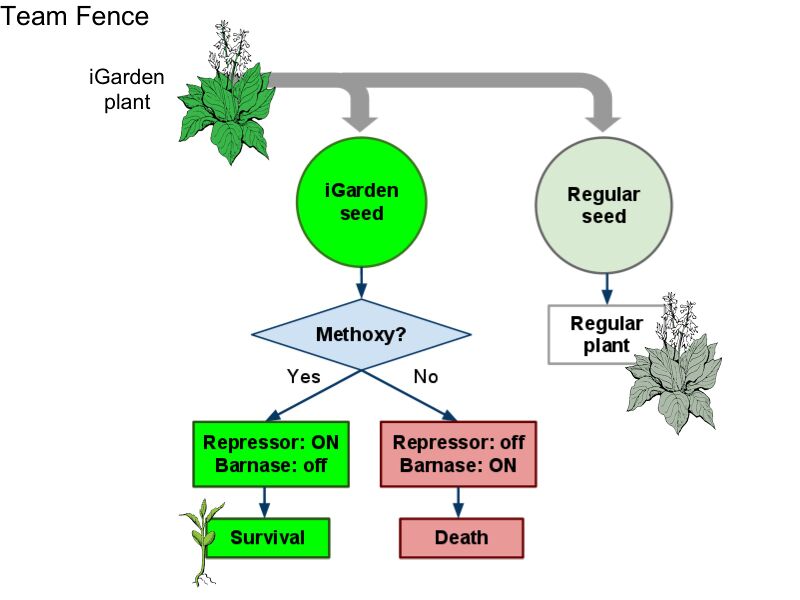 File:GeneticFenceFlowchart Simplified.jpg