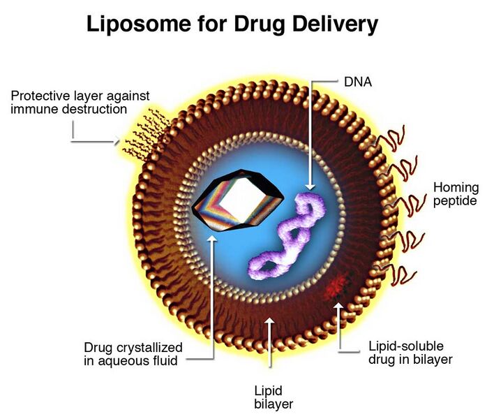 File:Liposome.jpg