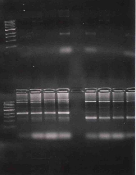 File:Macintosh HD-Users-nkuldell-Desktop-green(top)purple(btm)WF.jpg