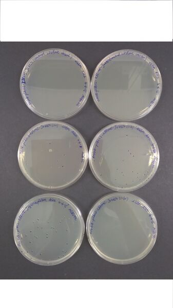 File:Fig1 HKUST Eric Summer Training.jpg