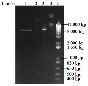 File:ICGEMS T7GEL.bmp