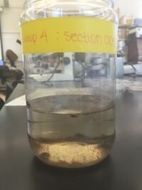 Picture of the Hay Infusion Culture