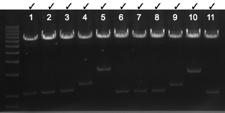 File:KAH 080910 gel1.tif