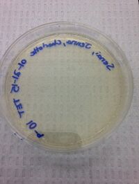 File:LeoRoisman T9.JPG